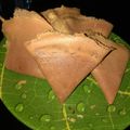 Cooksnap dari fahreza safira untuk resep Lekker Crispy (Teflon)