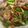 闕琪琪 的 泡菜炒豬肉 cooksnap