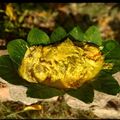 Tandra Nath's cooksnap of when they made লোটে মাছের ভাপা.