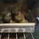 Cooksnap dari ummi almer untuk resep Schumpies (merengue cookies) manisan putih telur