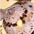 Soni Mehrotra का कुकस्नैप जब उन्होंने रागी की रोटी (Ragi ki roti recipe in hindi) बनाया था।