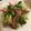 孫嘉芬 的 火腿片炒花椰菜 cooksnap