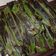 Cooksnap dari citra dairi untuk resep Otak2 ikan tenggiri