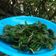 Cooksnap dari Alista Enoch untuk resep Selada air Goreng