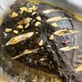 El cooksnap de Marieta cuando hizo Rodaballo al horno en salsa.