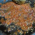 Cooksnap dari Sanyue untuk resep Sambal Tomat Terasi Mentah