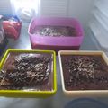 Cooksnap dari Winda Tsalasa untuk resep Dessert Box Oreo cheesecake