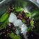 Cooksnap dari christine untuk resep Obat Batuk Bunga dan Buah Belimbing Wuluh