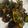Sehanaz Rizwan's cooksnap of when they made கிரீன் சிக்கன் வருவல் (Green chicken varuval recipe in tamil).