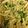 Lizeth Flores's cooksnap of when they made Garlic Lover's Pasta With Broccoli.