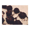 Sotay 's cooksnap of when they made Oreo Truffles.