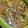 Cooksnap dari Peni Kuswanti untuk resep Tongseng Sapi