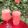 Josepha Roland's cooksnap of when they made Watermelon juice.