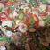 Cooksnap dari Merry Eliza untuk resep Tauco medan