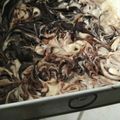Cooksnap dari DapoerQueensha untuk resep Brownies Creamcheese