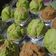 Cooksnap dari Blazingstore untuk resep Bolu Kukus Mekar 1 Telur (Anti Gagal)
