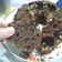 Cooksnap dari Yustina Widyawati untuk resep OREO Butter Cake, empuk tanpa yoghurt