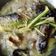 Cooksnap dari Isdiyah Tri Retno Wulan untuk resep Palumara ikan gabus