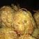 Cooksnap dari Tri Yuniwati Lestari untuk resep Tahu Rambutan