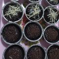 Cooksnap dari Dian Fitri Apriyani untuk resep Brownies cup lumer