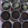 Cooksnap dari Dian Fitri Apriyani untuk resep Brownies cup lumer