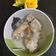 Cooksnap dari putri endah suryandari untuk resep Ayam pop anti ribet