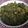 Tandra Nath's cooksnap of when they made পালং শাকের ঘন্ট(Palong shaker ghonto recipe in Bengali).