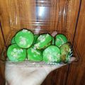 Cooksnap dari Zainab M Sirad untuk resep Kue Lumpur Durian