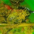 Cooksnap dari Anna Bella Randitha untuk resep Pindang ikan mas asem manis pedaass 😄😊