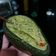 La cooksnap de ANGELA PATRICIA OSORIO GUTIERREZ cuando cocinó Guacamole sencillo