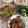รูป Cooksnap ของ สุภัชชา วรวงษ์ เมื่อเขาทำ ตำแตงปลาร้า
