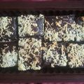 Cooksnap dari Muthiah Napian untuk resep Strawberry Brownies