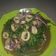 Cooksnap dari jangjung untuk resep Plecing kangkung cumi