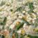 Cooksnap dari Era Wijaya untuk resep Sup Jagung Kental mudah sedap No MSG
