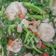 Cooksnap dari Aqila untuk resep Tumis Kangkung Tahu Saus Tiram