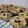 Cooksnap dari Iin Safitri untuk resep Crispy Banana Milk