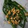 Cooksnap dari kusuma palupi untuk resep Baby Buncis Ca Bawang putih