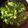 gnatae.stewart's cooksnap of when they made Sautéed Garlic Broccoli.