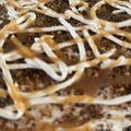 Cooksnap-ul lui Adry Yasmy atunci când a preparat Prăjitură cu nucă și cremă Caramel😋.