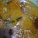 Cooksnap dari Ferda Nia untuk resep Gulai ayam padang
