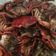 Cooksnap dari Faria Hariyono untuk resep Kepiting Saos Tiram
