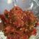 Cooksnap dari Tenti Evan Aletharizky untuk resep Sambal Mentah Jeruk Limau