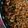 Mommyluvs2cook's cooksnap of when they made Homemade Sloppy Joes.