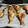 El cooksnap de Meritxell Lorenzo cuando hizo Muslitos de pollo miel y mostaza.