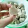Cooksnap dari Taawonie Kitchen untuk resep Bakso ikan tenggiri mudah kenyal no MSG #homemadebylita