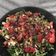 El cooksnap de AlexandraV cuando hizo Ensalada frutal.