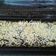 Cooksnap dari arie dewi untuk resep Brownies panggang