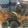 Cooksnap dari shandhyna untuk resep Matcha Greentea cookies