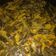 Cooksnap dari Rena Nugraha untuk resep Daun Singkong Gulai Bumbu Udang