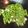 林惠珠 的 清炒四季豆 cooksnap